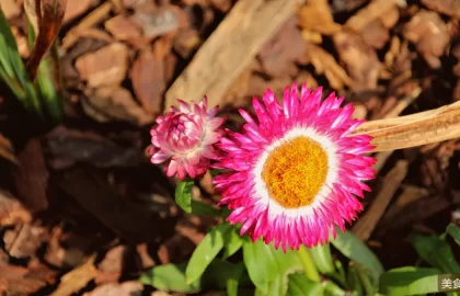 赤豆元宵与桂花糖芋苗：金陵甜汤