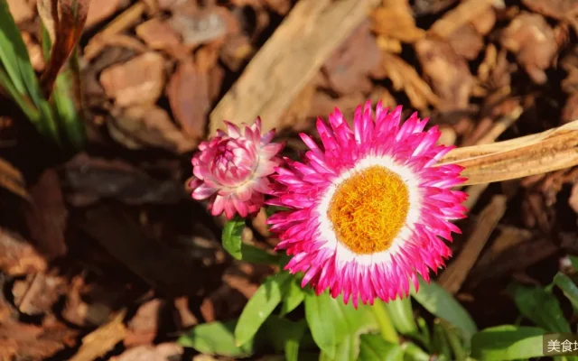 赤豆元宵与桂花糖芋苗：金陵甜汤